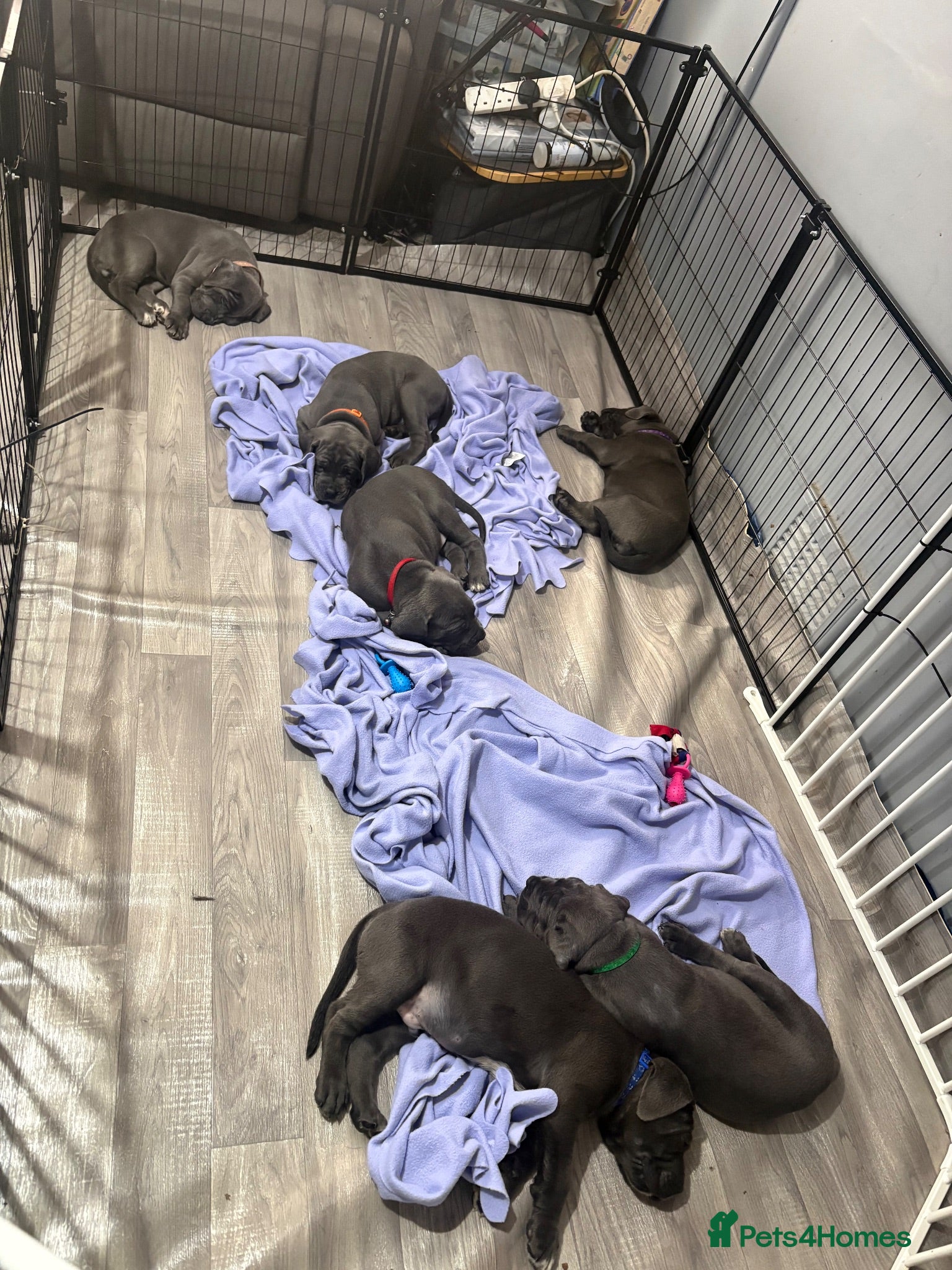 Cane Corso dogs Cane corso pups - Advert 17