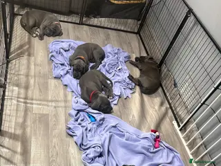 Cane Corso dogs Cane corso pups - Advert 1