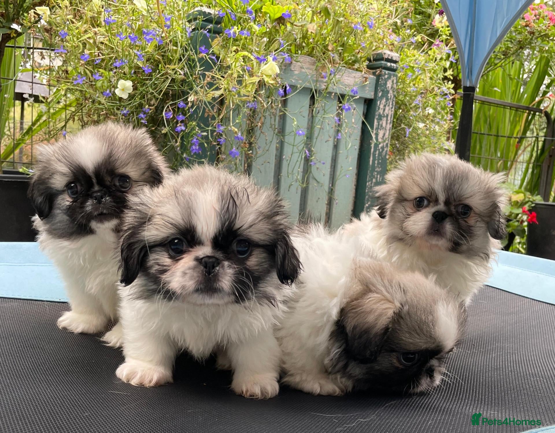 Pekingese dogs Beautiful Pekingese Puppies 🐾🐾 - Advert 2