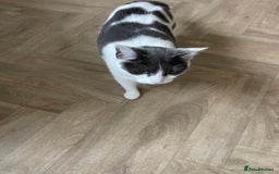 Mixed Breed cats for sale: 2 sisters cats - Image 2