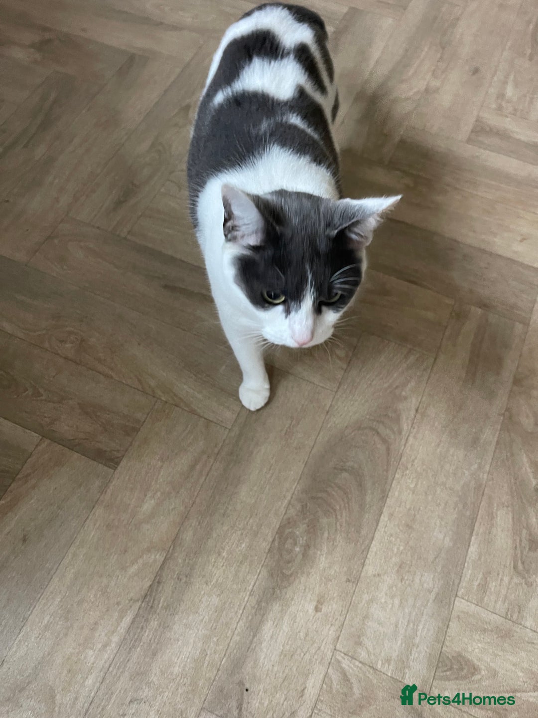 Mixed Breed cats for sale: 2 sisters cats - Image 2