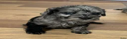 Cockapoo dogs for sale: Wow factor cockapoos - Advert 7