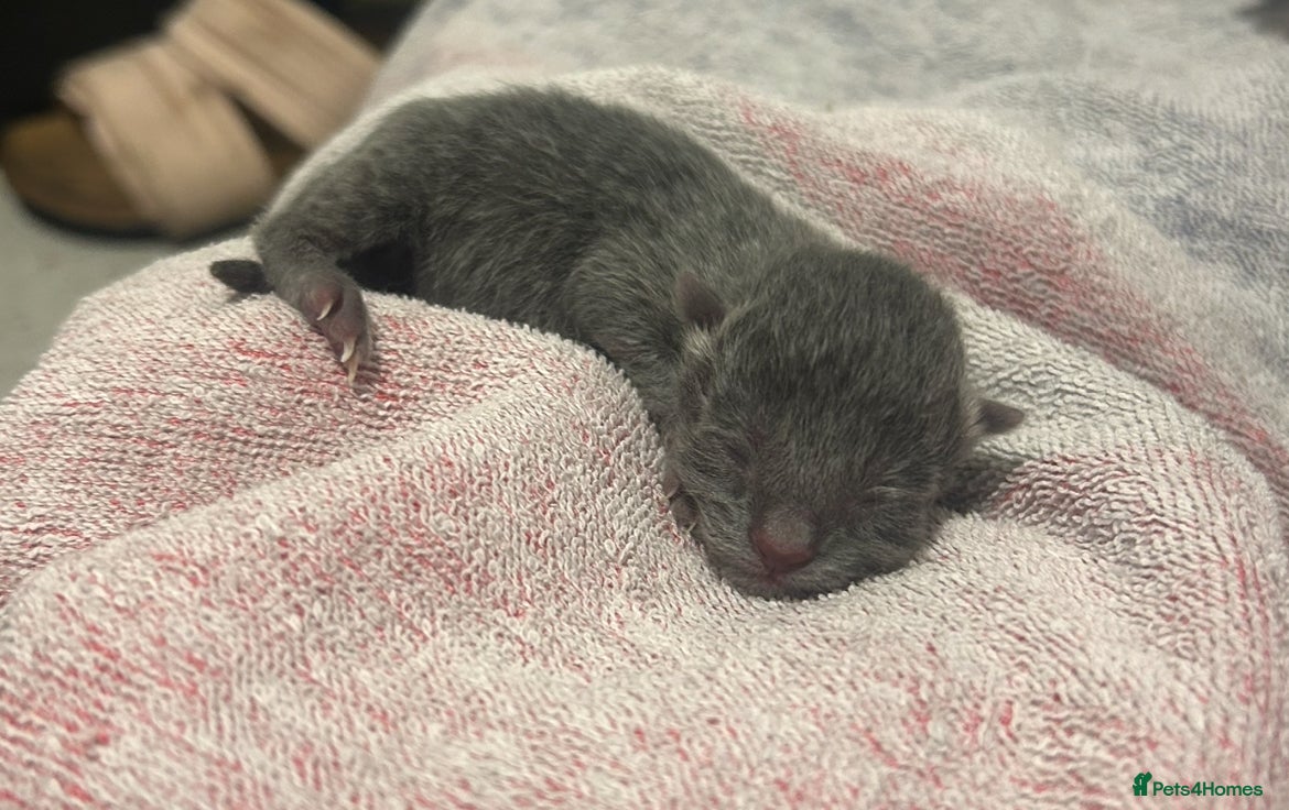 Mixed Breed cats Beautiful kittens with grey blue - Advert 10