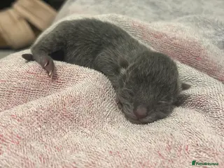 Mixed Breed cats Beautiful kittens with grey blue - Advert 10