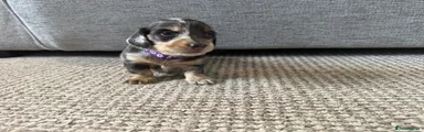 Dachshund 6