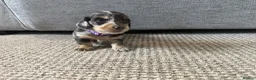 Dachshund dogs for sale: 🐾Beautiful Dachshund Puppies🐾 - Advert 9