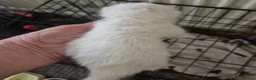 Ragdoll cats for sale: I have 2 rag doll.x kittens - Advert 3