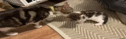 Domestic Shorthair cats for sale: Male kitten  - Advert 5