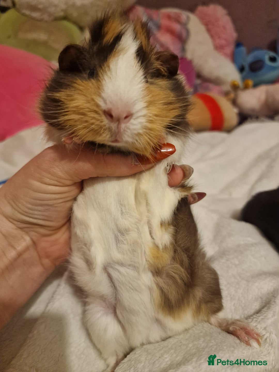 Guinea Pig rodents for sale: Trio male guineas - Advert 6