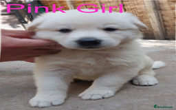 German Shepherd dogs for sale: Beautiful Chunky German Shepherd Puppies - Image 1