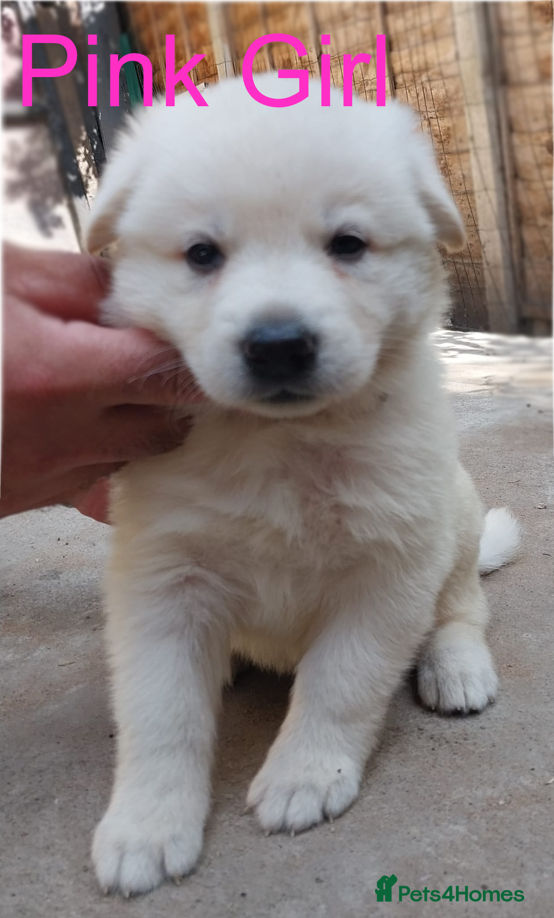 German Shepherd dogs for sale: Beautiful Chunky German Shepherd Puppies - Image 1