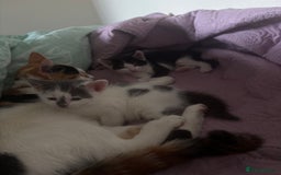 Mixed Breed cats for sale: 3 kittens for sale  - Image 8