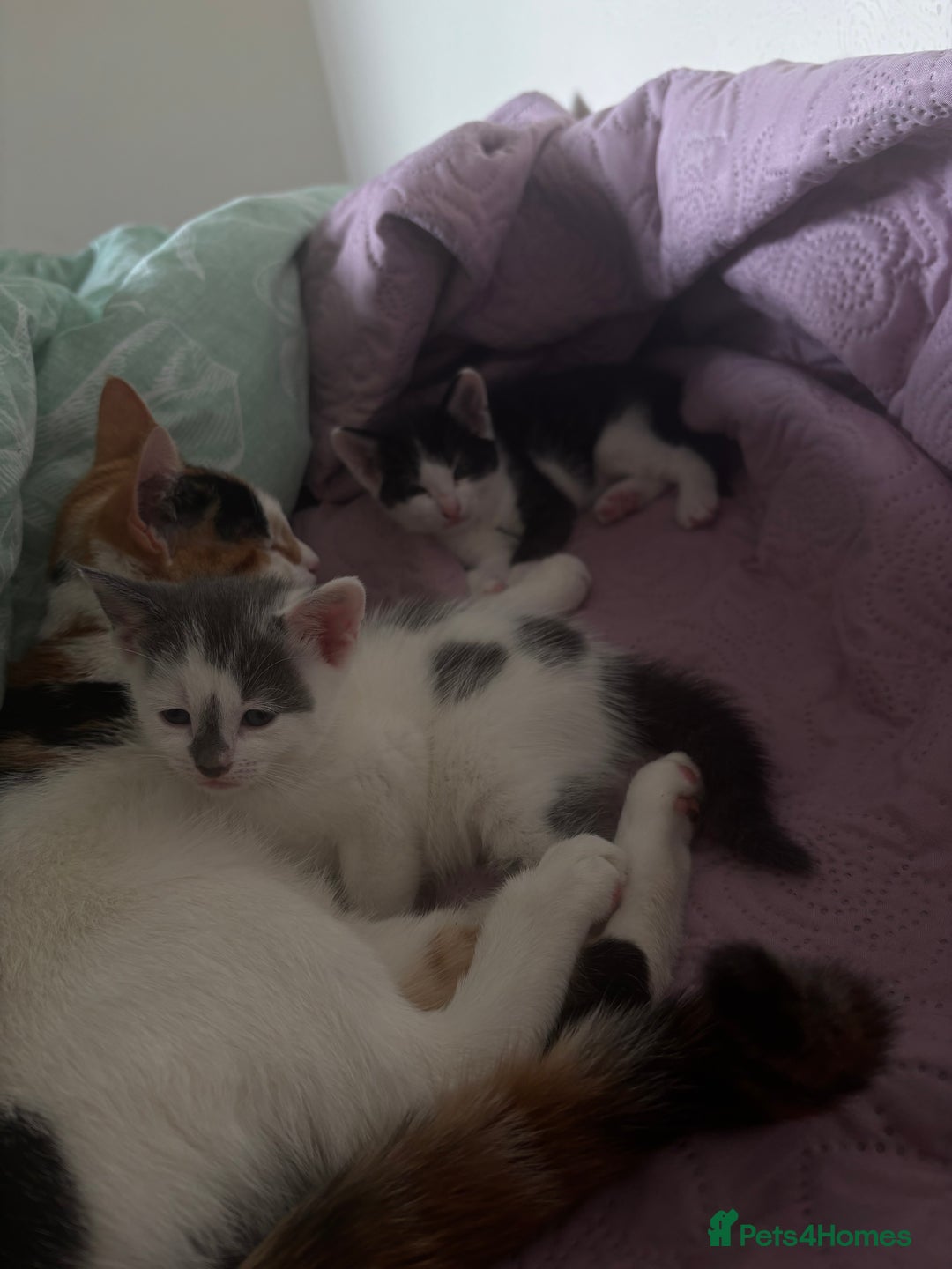Mixed Breed cats for sale: 3 kittens for sale  - Image 8