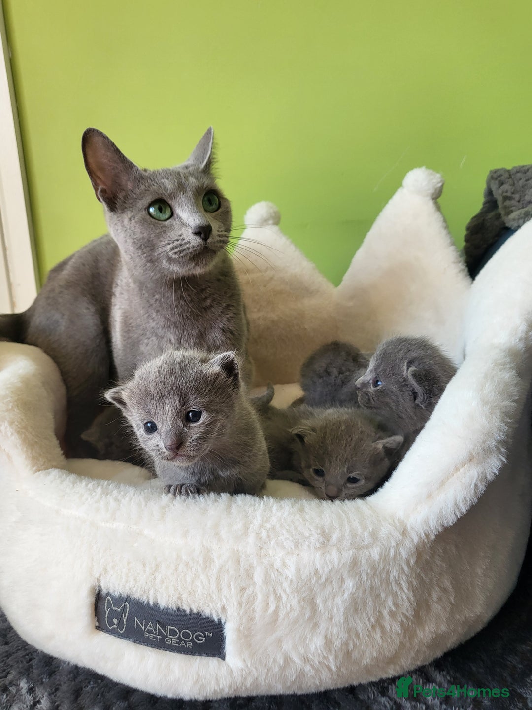 Russian Blue cats for sale: 🏅TOP Quality GCCF Reg Russian Blue Kittens🏆 - Image 4