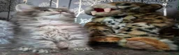 Maine Coon cats for sale: Russian line XXL Maine Coon, Last of reserv litter in Princes Risborough - Advert 6