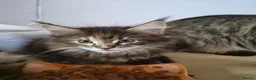 Maine Coon cats for sale: 5 Beautiful Maine Coon Kittens  - Advert 9