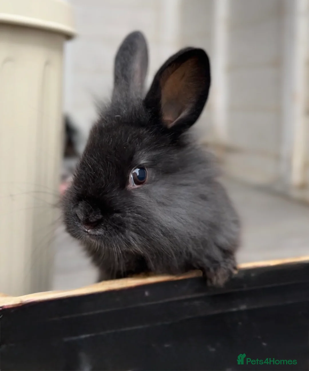 Angora rabbits for sale: Female Angora x Bunny in Manchester - Advert 2