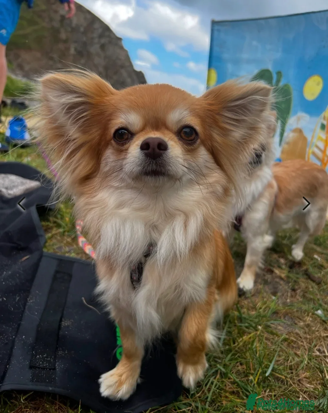 Chihuahua dogs for sale:  Long Coat Chihuahua Puppies - Advert 9