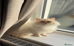 Persian cats for sale: White Persian male  - Image 2
