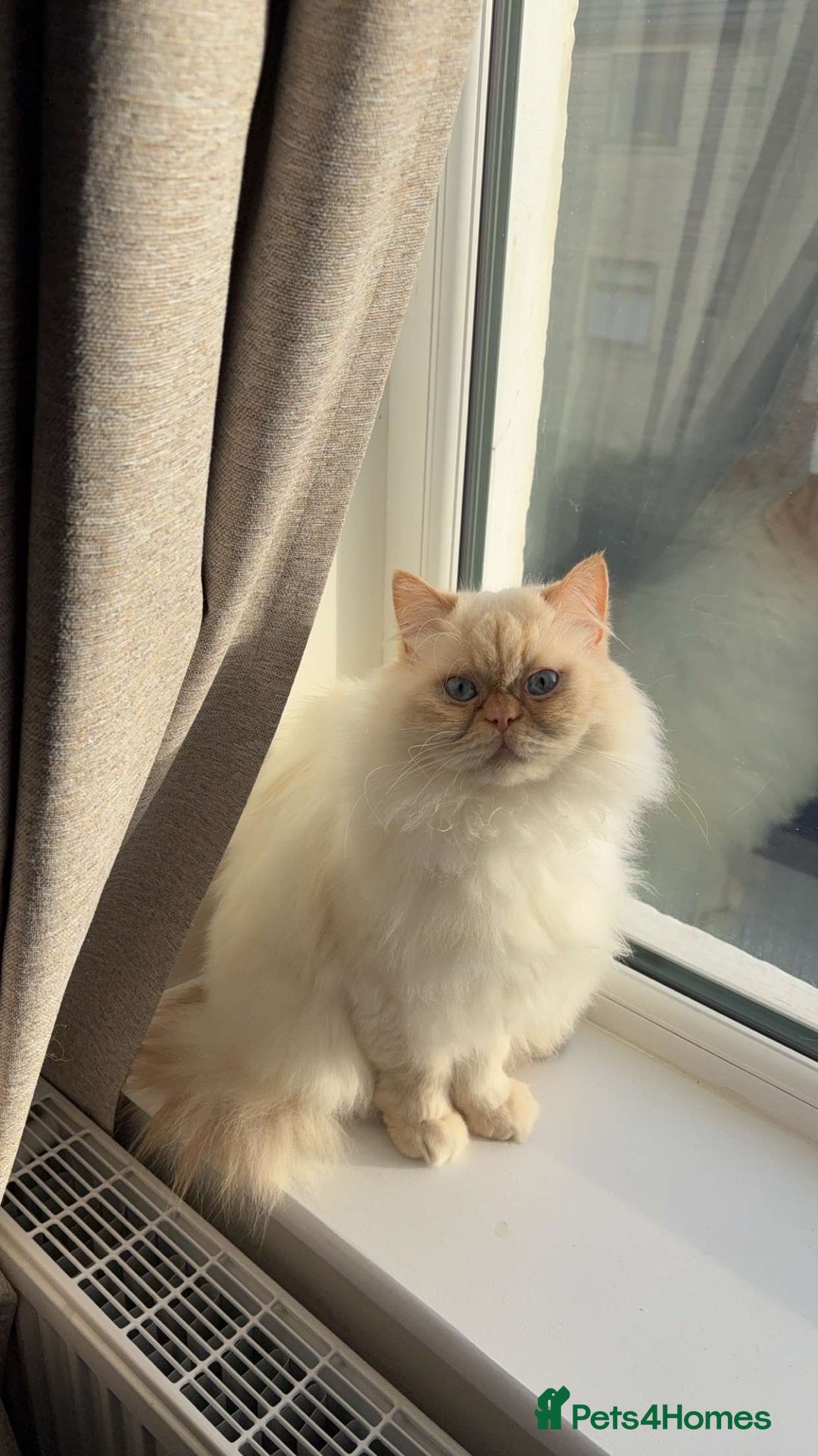 Persian cats for sale: White Persian male  - Image 2