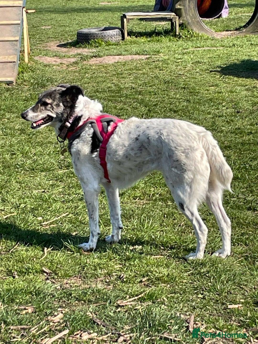 Mixed Breed dogs for adoption: Meet Piper, currently residing in Derbyshire  - Advert 6