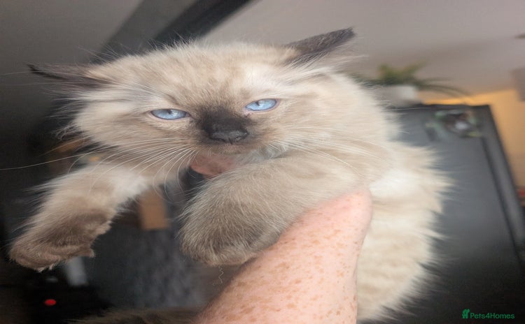 Ragdoll cats - Advert 5