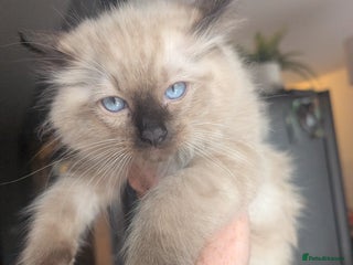 Ragdoll cats - Advert 20