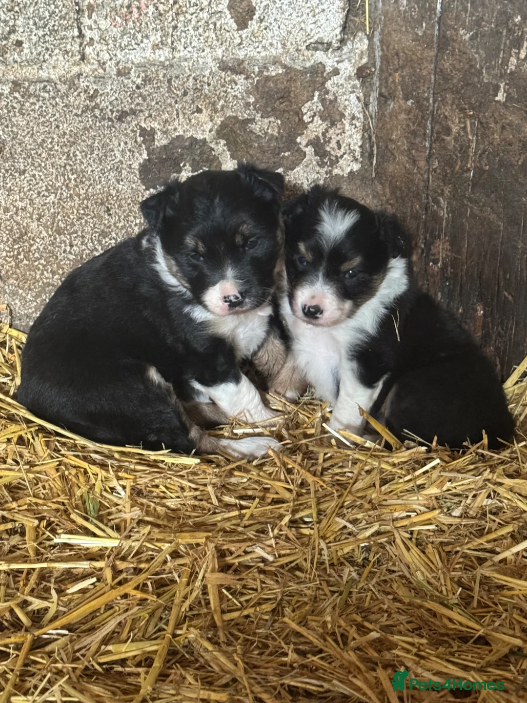 Border Collie dogs for sale: 2 Beautiful Border Collie bitch pups in Sheffield - Advert 1