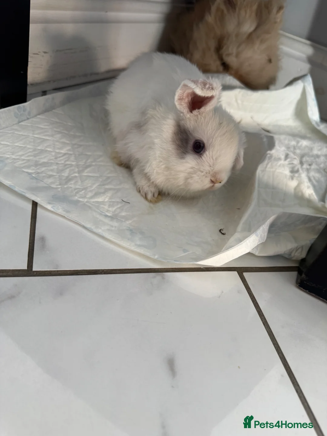 Mini Lop rabbits for sale: Mini lop girl 8 weeks  in Barrow-upon-Humber - Advert 3