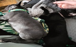 French Bulldog dogs for sale: Lady Grey 🩶 - Image 7