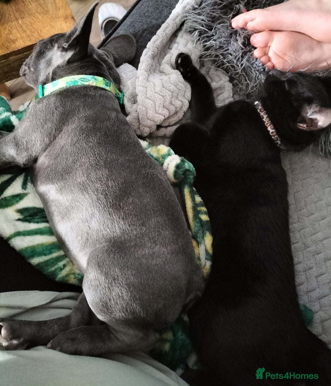 French Bulldog dogs for sale: Lady Grey 🩶 - Image 7