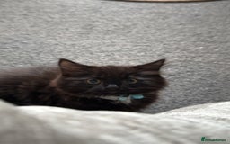 British Longhair cats for sale: Male kitten British long hair x mainecoone - Image 10