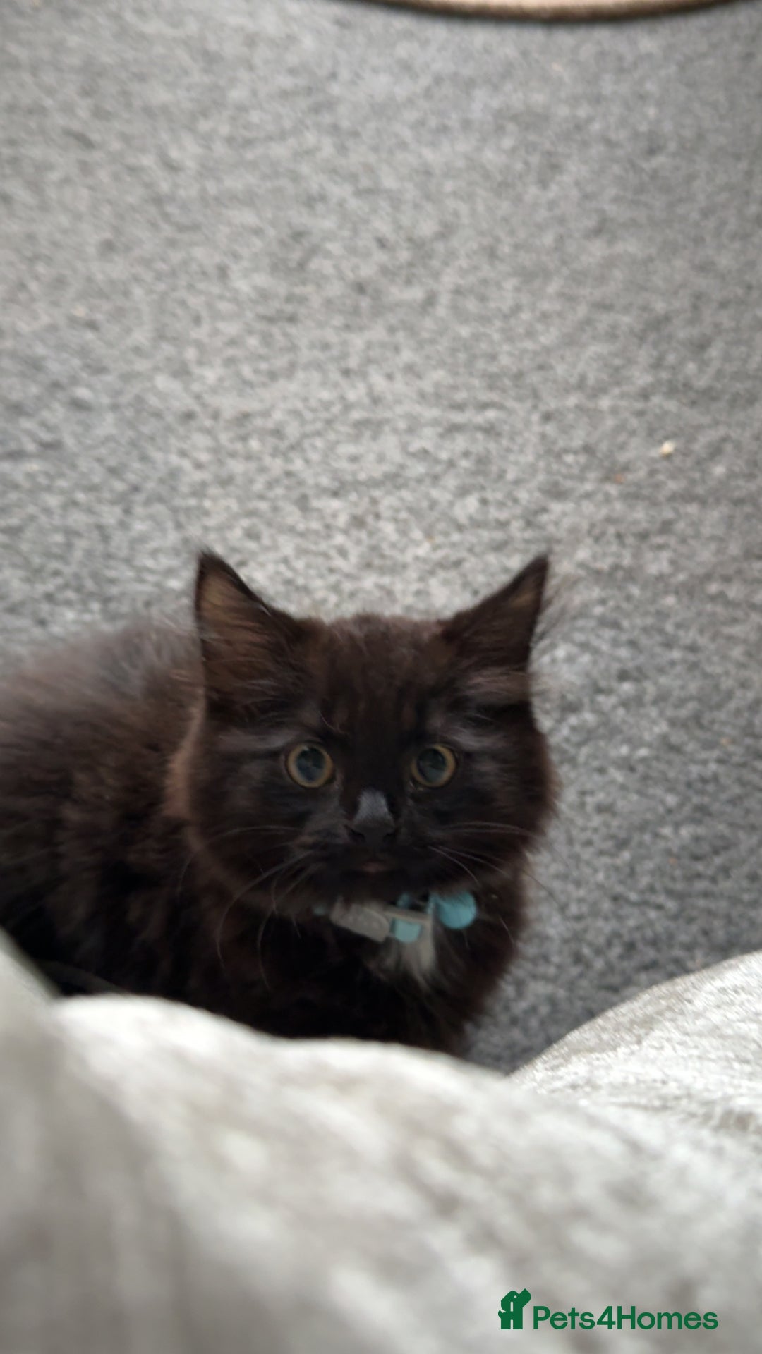 British Longhair cats for sale: Male kitten British long hair x mainecoone - Image 10