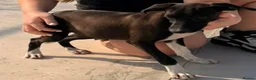 Mixed Breed dogs for adoption: Anda needs a loving home  - Advert 7