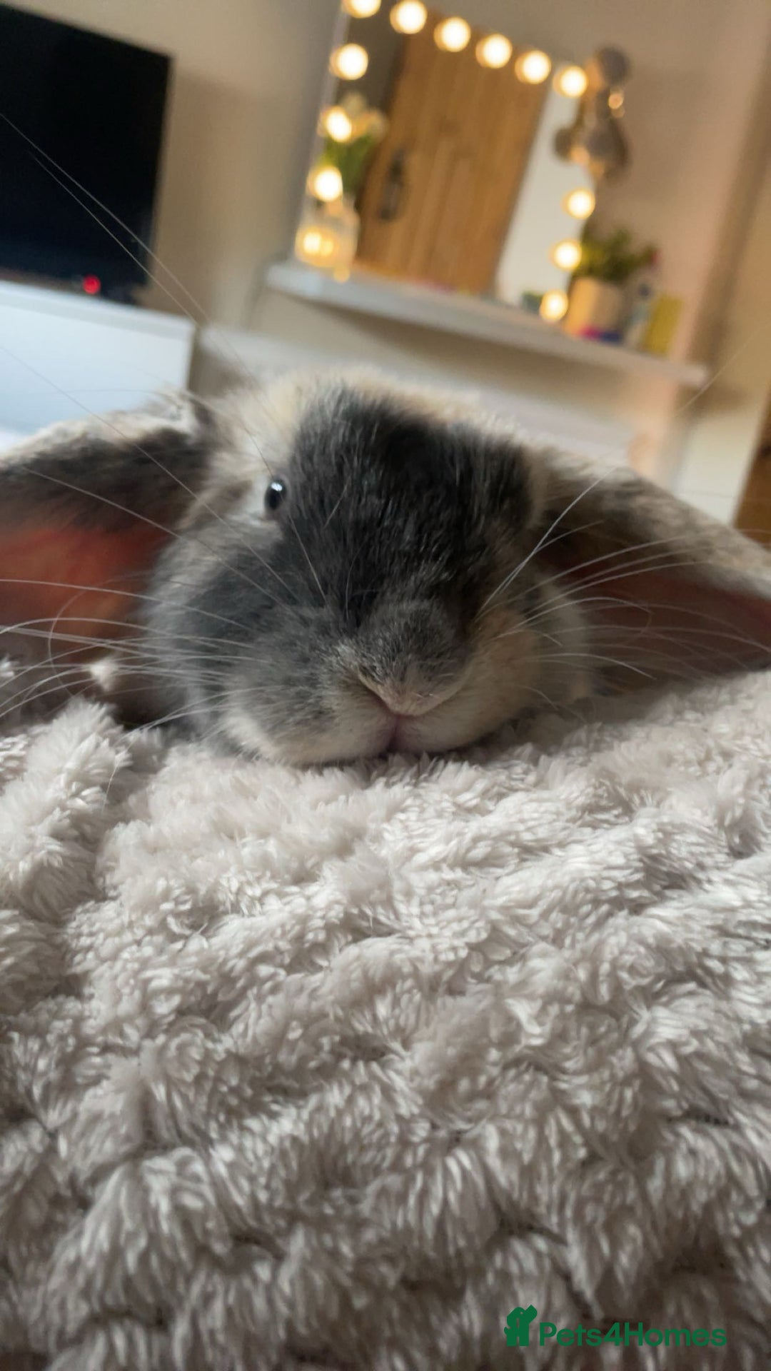 Mini Lop rabbits for sale: extremely friendly mini lop - Advert 3