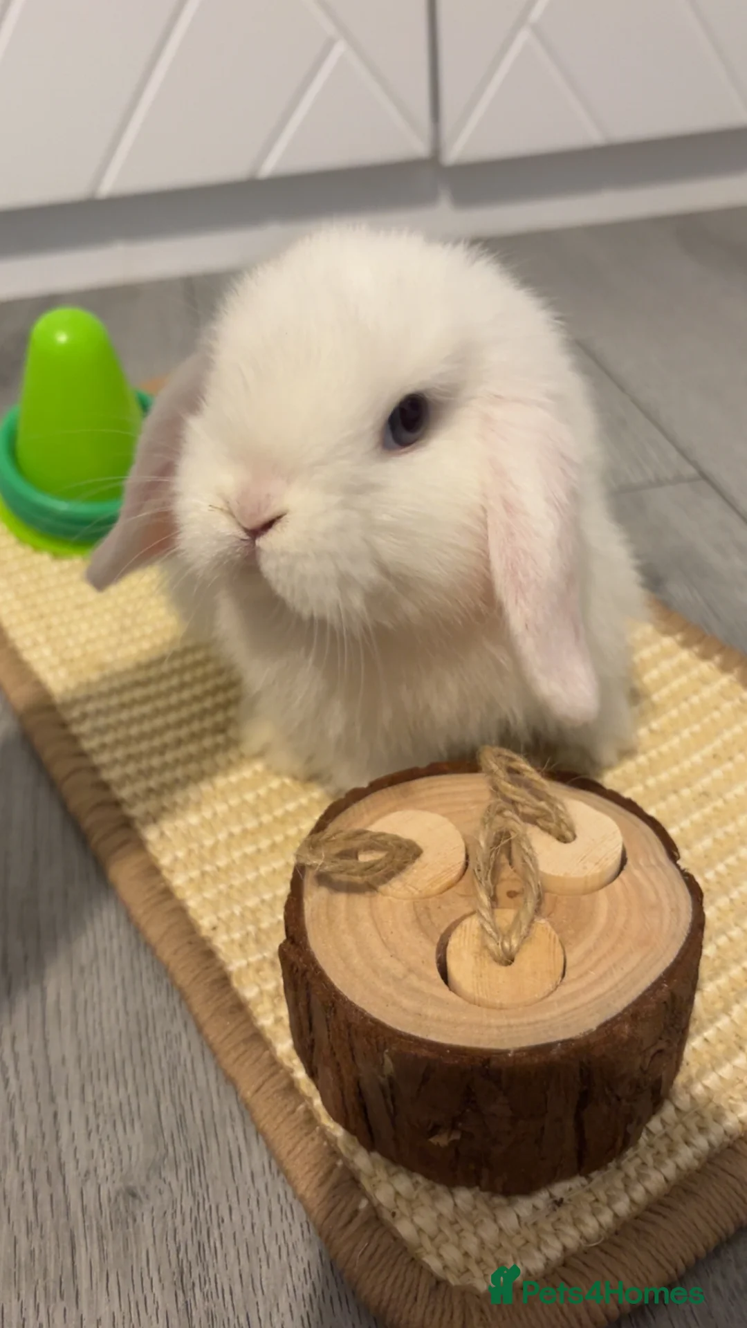 Mini Lop rabbits for sale: Louie in Sunderland - Advert 4