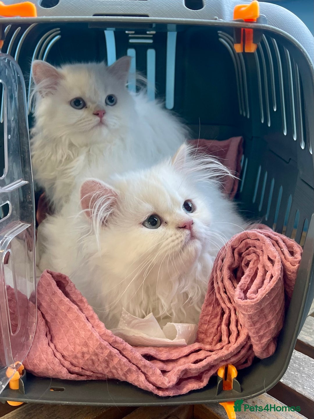 Persian cats for sale: Persian chinchilla kitten  - Image 2
