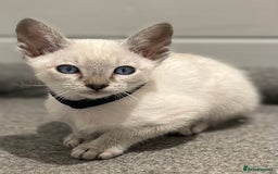 Siamese cats for sale: GCCF Registered Traditional Siamese Kittens.  - Image 23