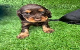 Cocker Spaniel dogs for sale: KC DNA SHOW TYPE COCKER SPANIEL!!  - Image 5