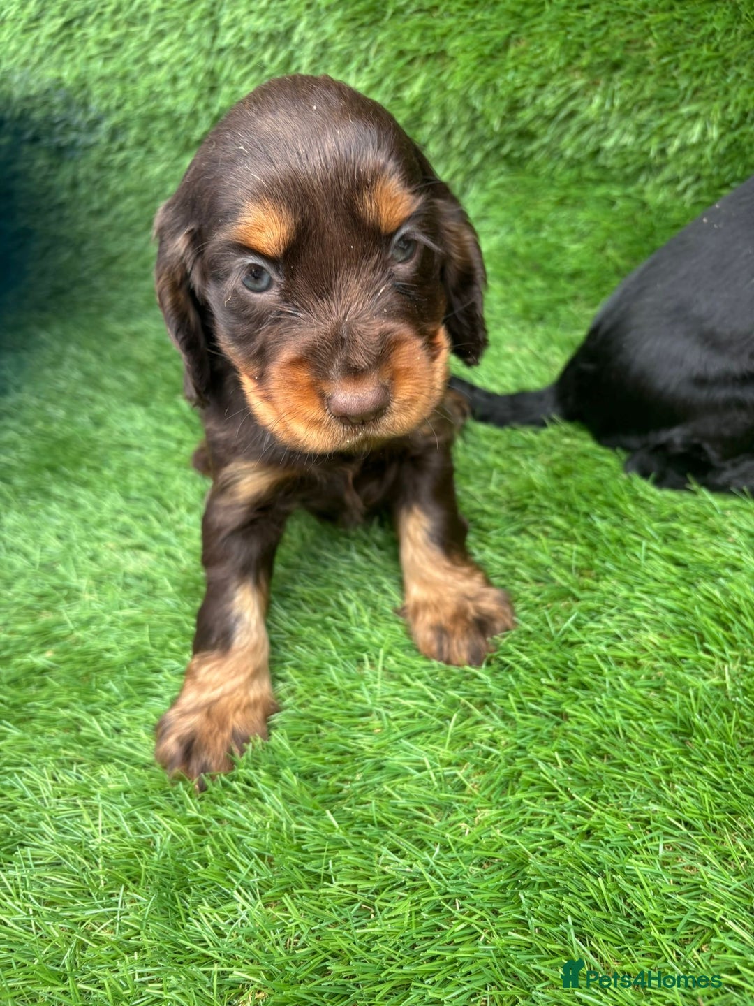 Cocker Spaniel dogs for sale: KC DNA SHOW TYPE COCKER SPANIEL!!  - Image 5