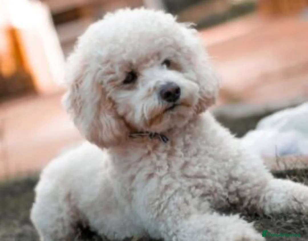 Cavapoo dogs for sale: Beautiful Cavapoo Puppies – Ready for Loving Homes - Advert 12