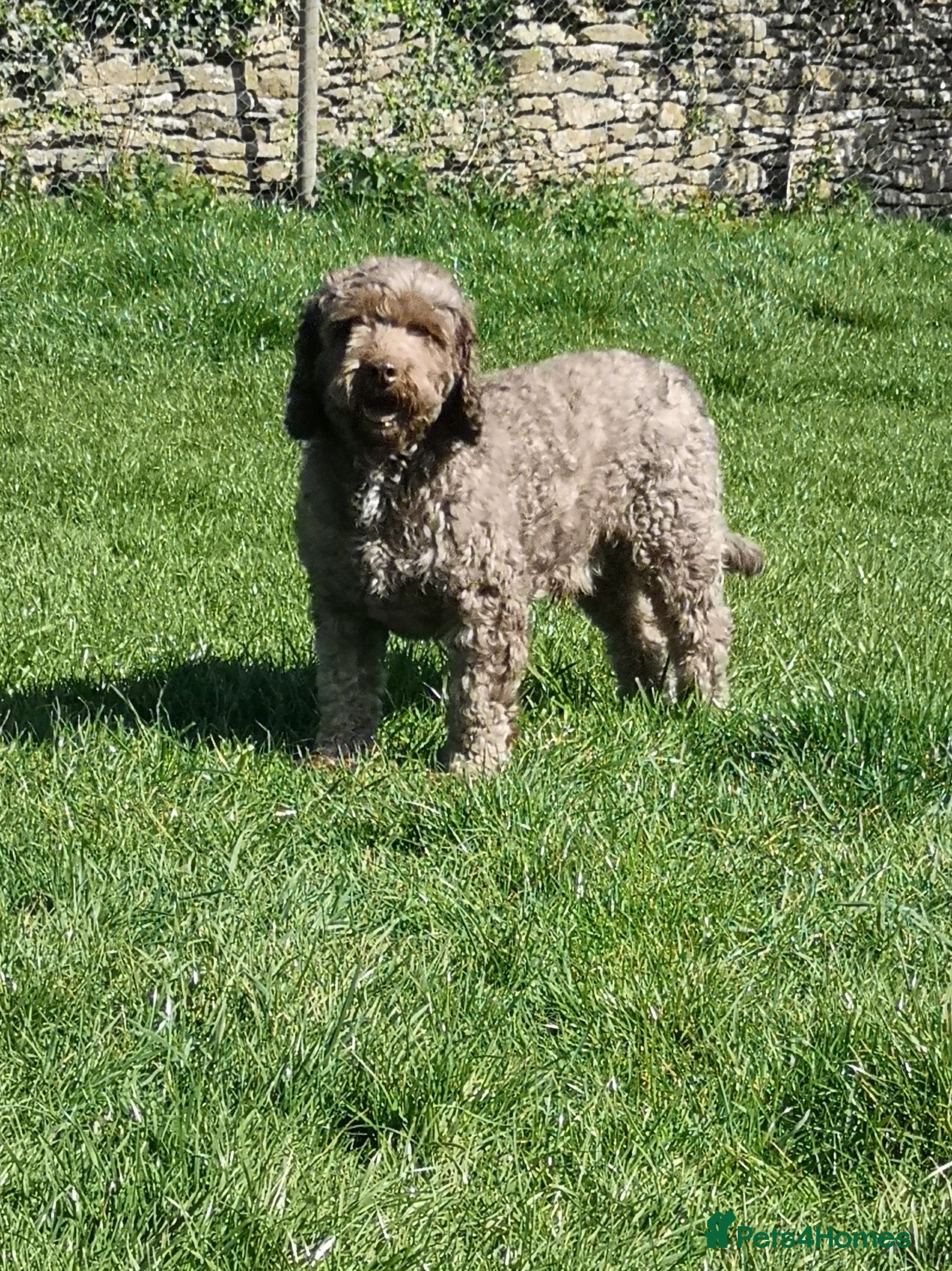 Miniature Poodle dogs OUTSTANDING CHOCOLATE F1 COCKAPOO FULLY DNA TESTED in Radstock - Advert 20