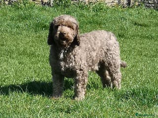 Miniature Poodle dogs OUTSTANDING CHOCOLATE F1 COCKAPOO FULLY DNA TESTED in Radstock - Advert 6