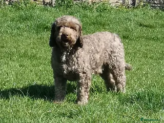 Miniature Poodle dogs OUTSTANDING CHOCOLATE F1 COCKAPOO FULLY DNA TESTED in Radstock - Advert 3
