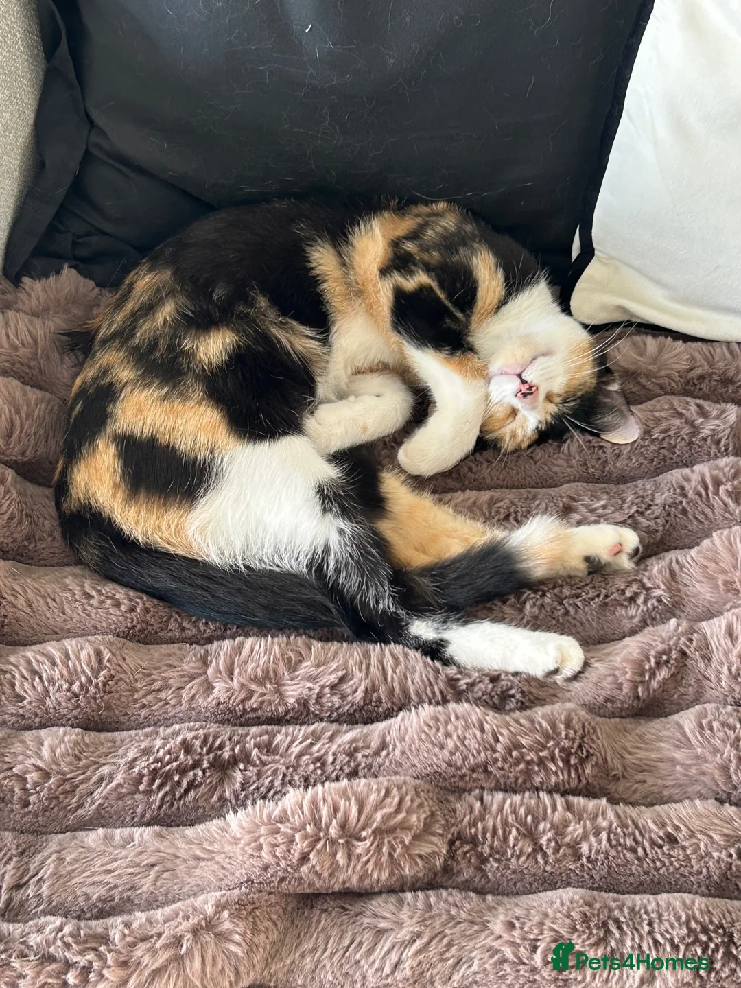 Mixed Breed cats for sale: 5 month old spayed female cat  - Advert 2