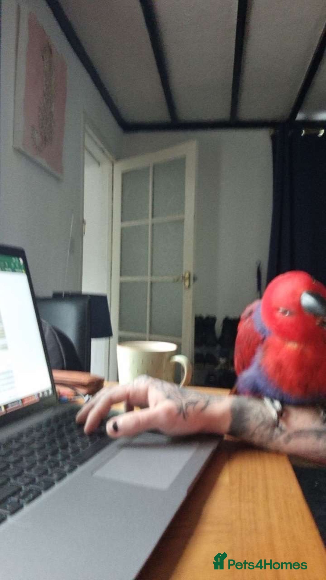 Parrots birds for sale: Eclectus Parrot  - Image 4
