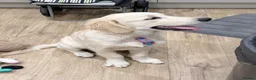 Golden Retriever dogs for sale: Golden Retriever Puppy Looking For Loving Home - Advert 4