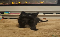 Maine Coon cats for sale: Pedigree maine coon kittens (possible delivery) - Image 4