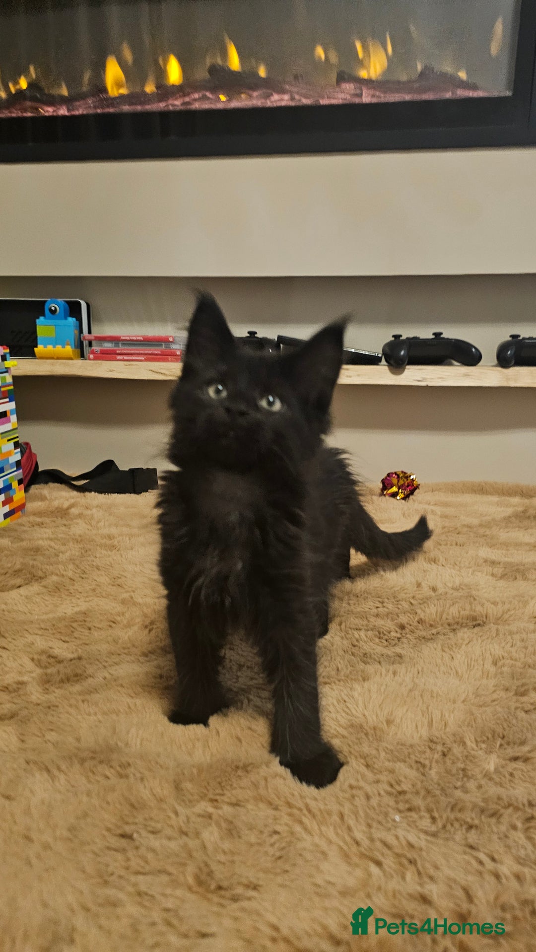 Maine Coon cats for sale: Pedigree maine coon kittens (possible delivery) - Image 4