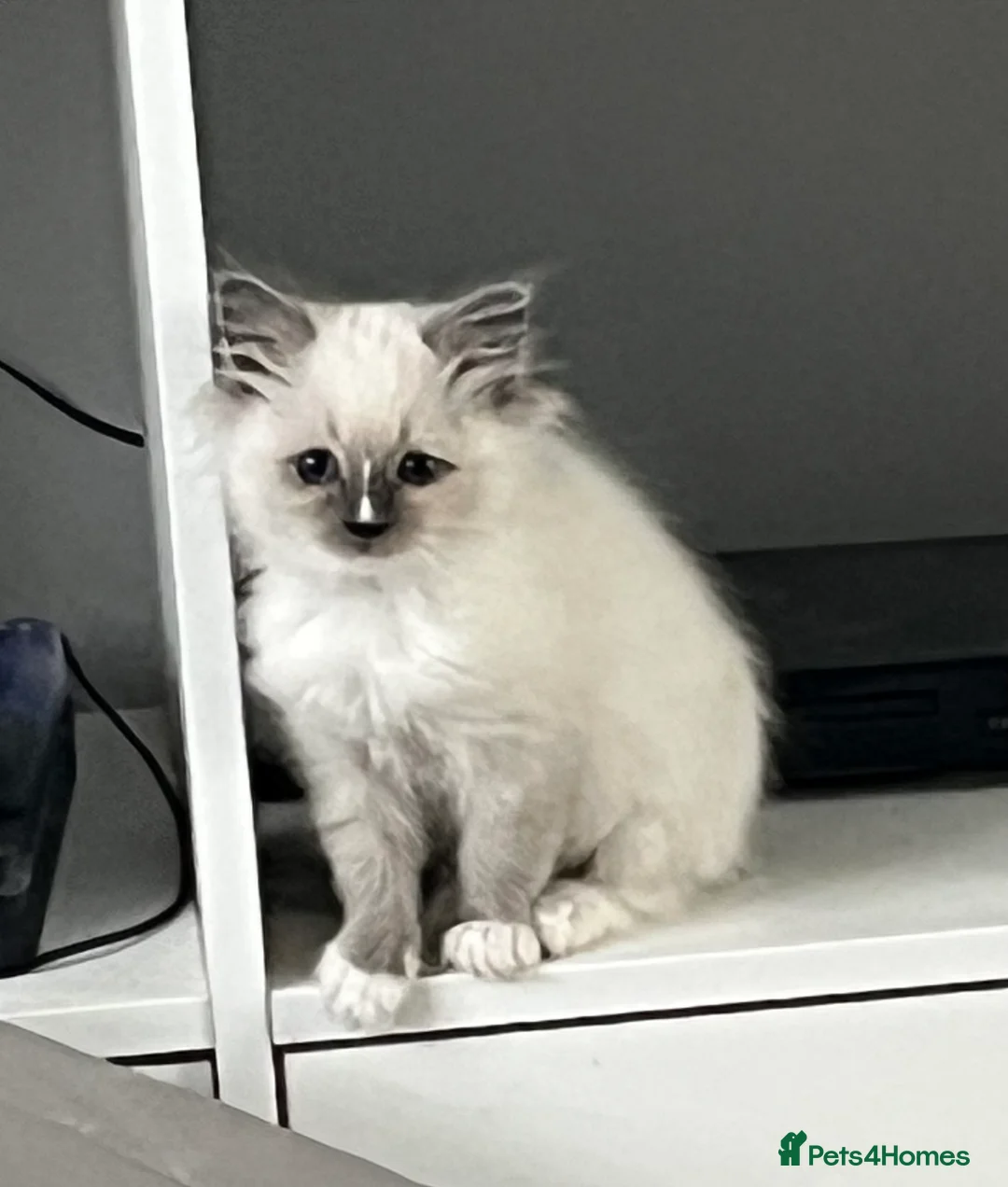 Ragdoll cats for sale: Blue mitted female ragdoll kitten  - Advert 4